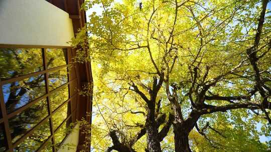 秋日阳光下的银杏树窗景金黄银杏与建筑辉映