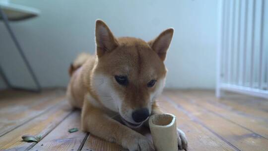 啃玩具的柴犬视频素材模板下载