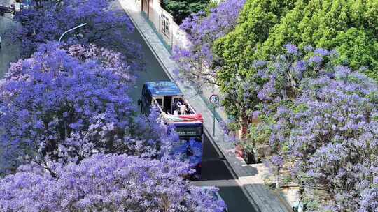 昆明教场路蓝花楹