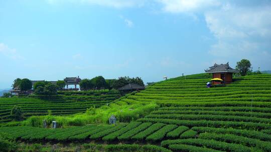 航拍柳州三江高山生态茶园茶山 4k