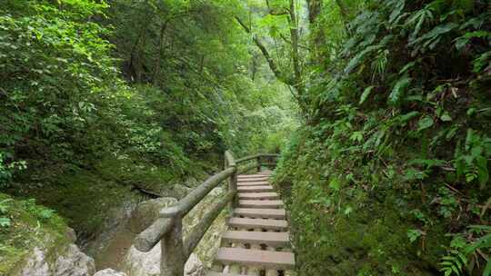 成都青城山后山峡谷森林步道溪流自然景观