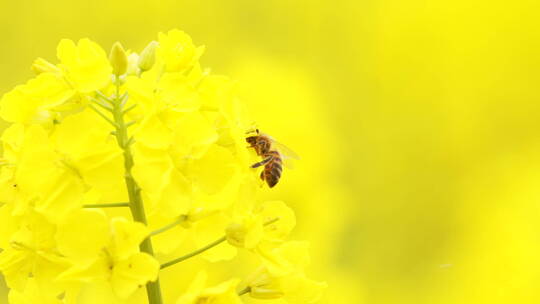 金黄色油菜花地里的蜜蜂特写视频素材模板下载
