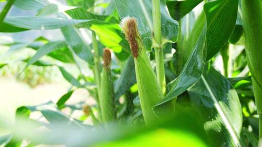 玉米农业丰收粮食雨滴水滴下雨农田收获丰收
