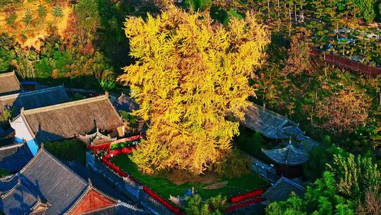 西安古观音禅寺千年银杏树