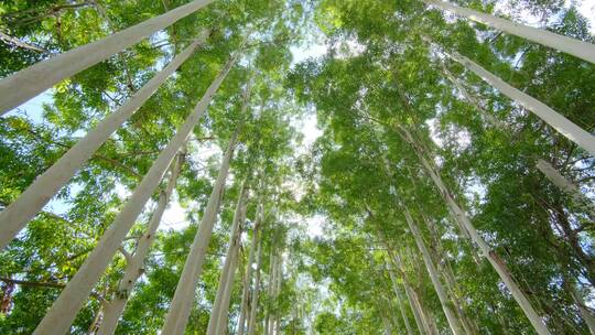 夏天阳光树荫桉树林速生桉