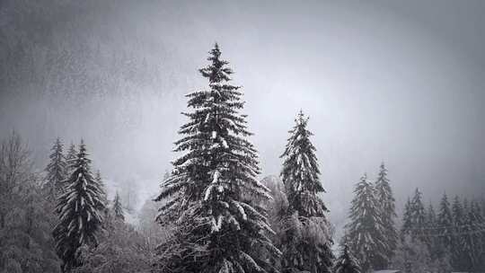 冬天雪花飘飞落到树林里