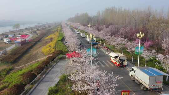 航拍微山樱花大道视频素材模板下载