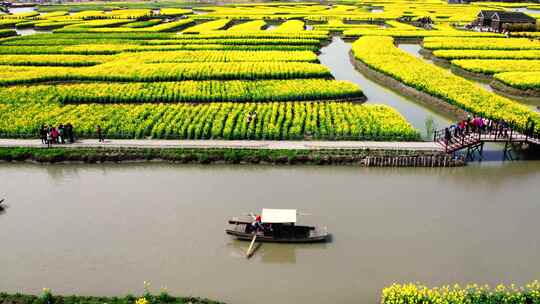 泰州兴化5A景区航拍4K高清千垛油菜花