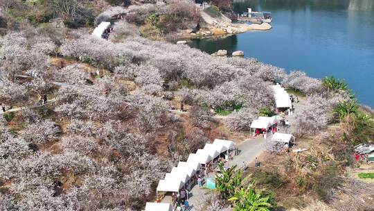 中国广东省广州市从化区广州流溪梅花节