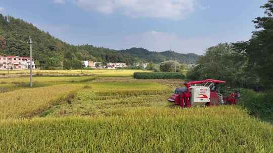 赣南稻田丰收