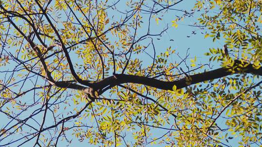 秋天风景秋色森林树木黄叶