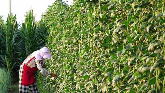 豆角种植 种植豆角 长豆角