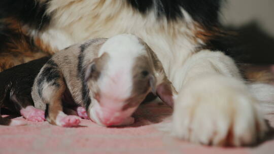 牧羊犬身边卧的幼崽特写视频素材模板下载