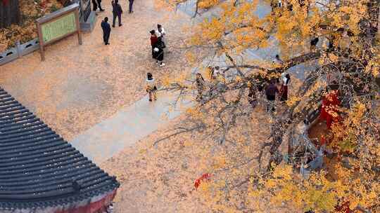 航拍平顶山文殊寺银杏