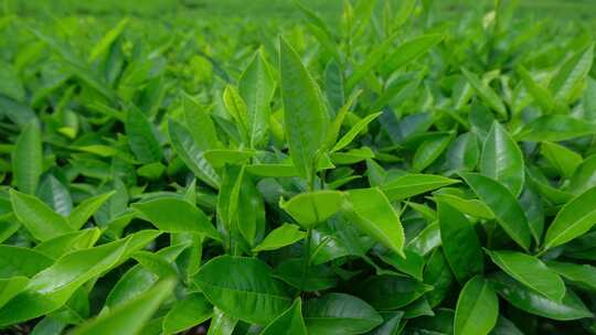 西藏墨脱高山茶园茶叶种植特写