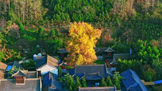 西安古观音禅寺千年银杏树