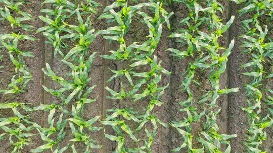 中国农业经济发展大型玉米种植地