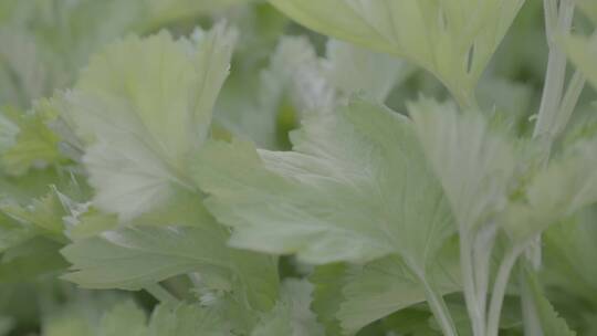 端午节艾蒿中草药艾草LOG素材