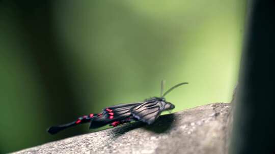栏杆上的黑色凤尾蝶