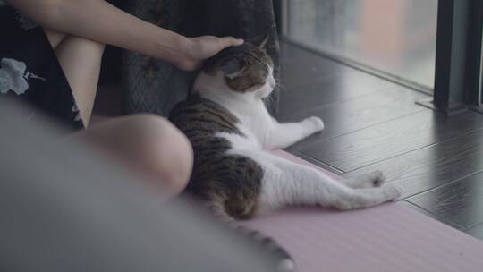 女孩在家里撸猫，抚摸猫咪视频素材