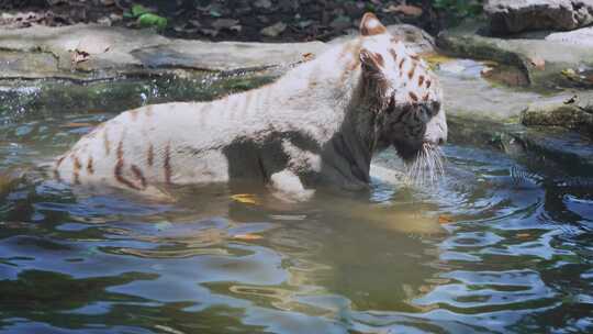 动物园白虎