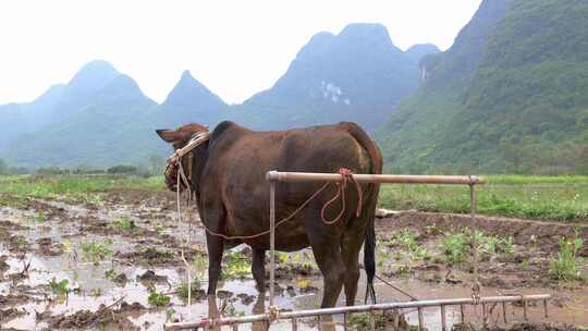 农民牵牛耕地的春耕景象