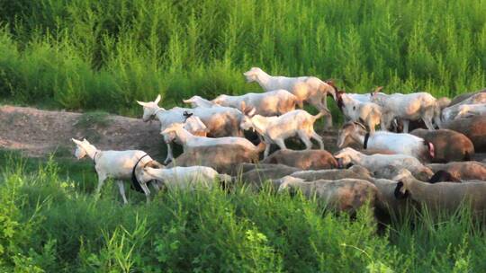 草地上牛羊群自由散步