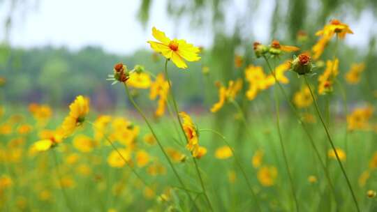 空镜户外自然风景花花草草高清实拍