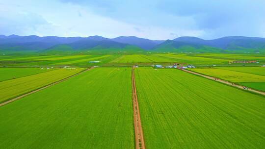 青海航拍青海省青海湖油菜花田湖畔油菜花