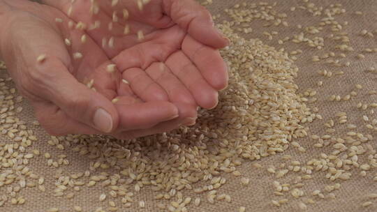 手拔麦粒农民丰收小麦颗粒饱满粮食农作物视频素材模板下载