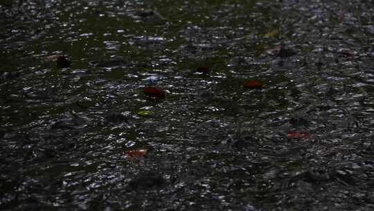 下雨雨水落在地面上雨滴涟漪视频素材模板下载