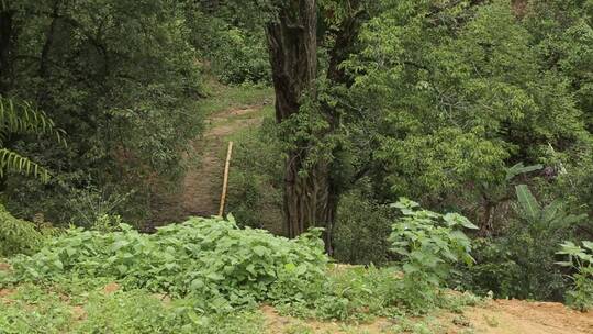 山区树木森林植物雨林