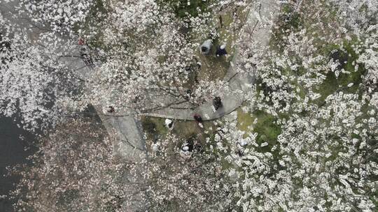 春天人们出门赏花，望月公园樱花盛开成海