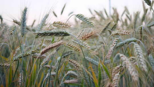 麦穗农作物小麦视频素材模板下载