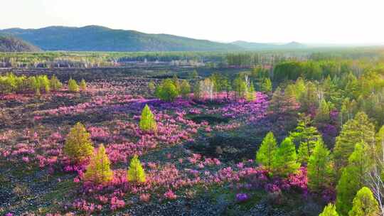 内蒙古达尔滨湖火山岩杜鹃花绽放