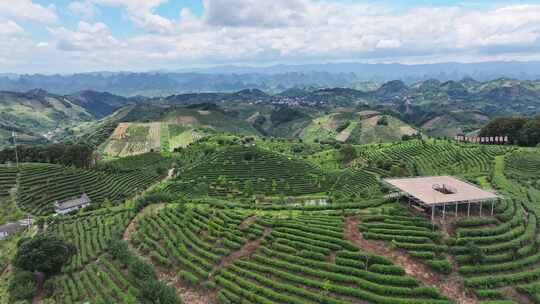 航拍绿色生态有机高山茶园