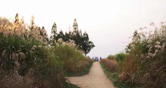 杭州良渚古城遗址公园秋天的芦苇