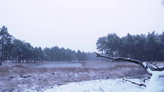 大自然冬天 东北森林雪后的美景