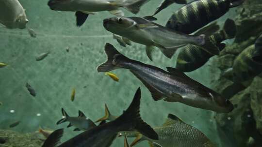 长丝巨鲇虎头鲨水族馆海洋馆鱼缸特写