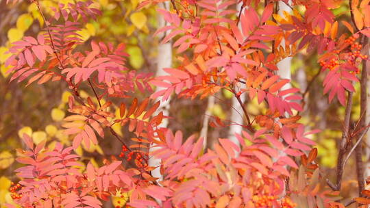 深秋风景 似火红叶 红豆树 相思红豆 摇