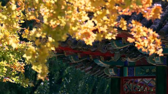北京地坛公园枫树林阳光下的黄叶特写
