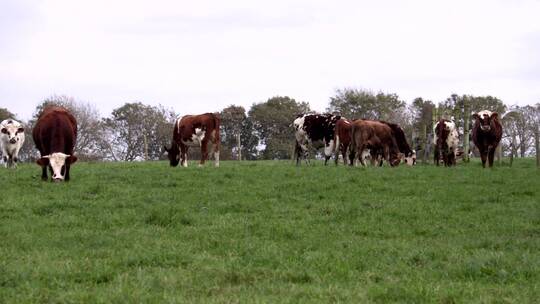 奶牛在牧场上吃草视频素材模板下载