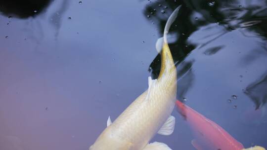 景观池中观赏鱼锦鲤视频素材模板下载