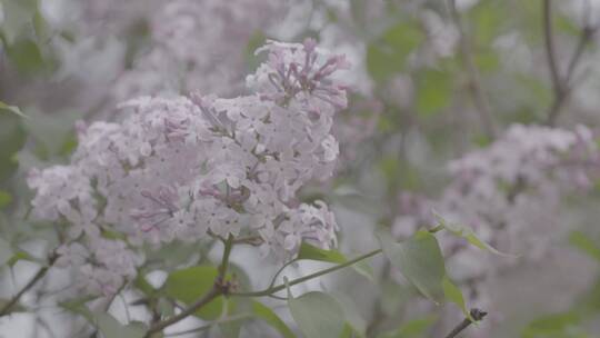 丁香花微距LOG