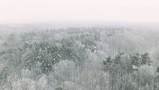 森林上空飘落的雪花