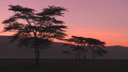 非洲大草原黎明景观视频素材模板下载