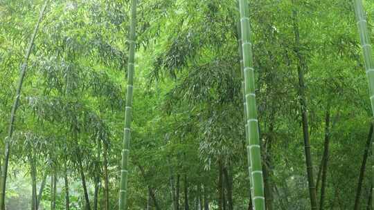 下雨天竹林景观特写，竹节挺拔竹叶繁茂