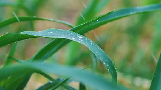 暴风雨中的玉米苗庄稼地 甘霖