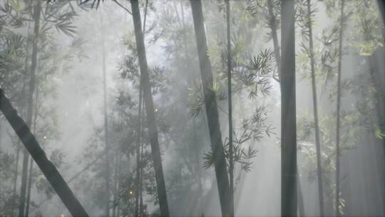 竹林里的晨雾