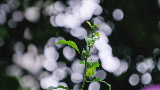 惊蛰雨水节气下雨背景虚化雨滴芽